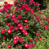 خانه سالمندان