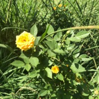 خانه سالمندان لوگو اسایشگاه سالمندان